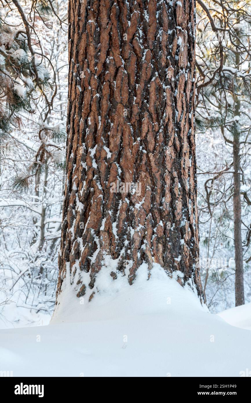Ponderosa pine tree after snowstorm, Iwetemlaykin State Heritage Site, Oregon. Stock Photo