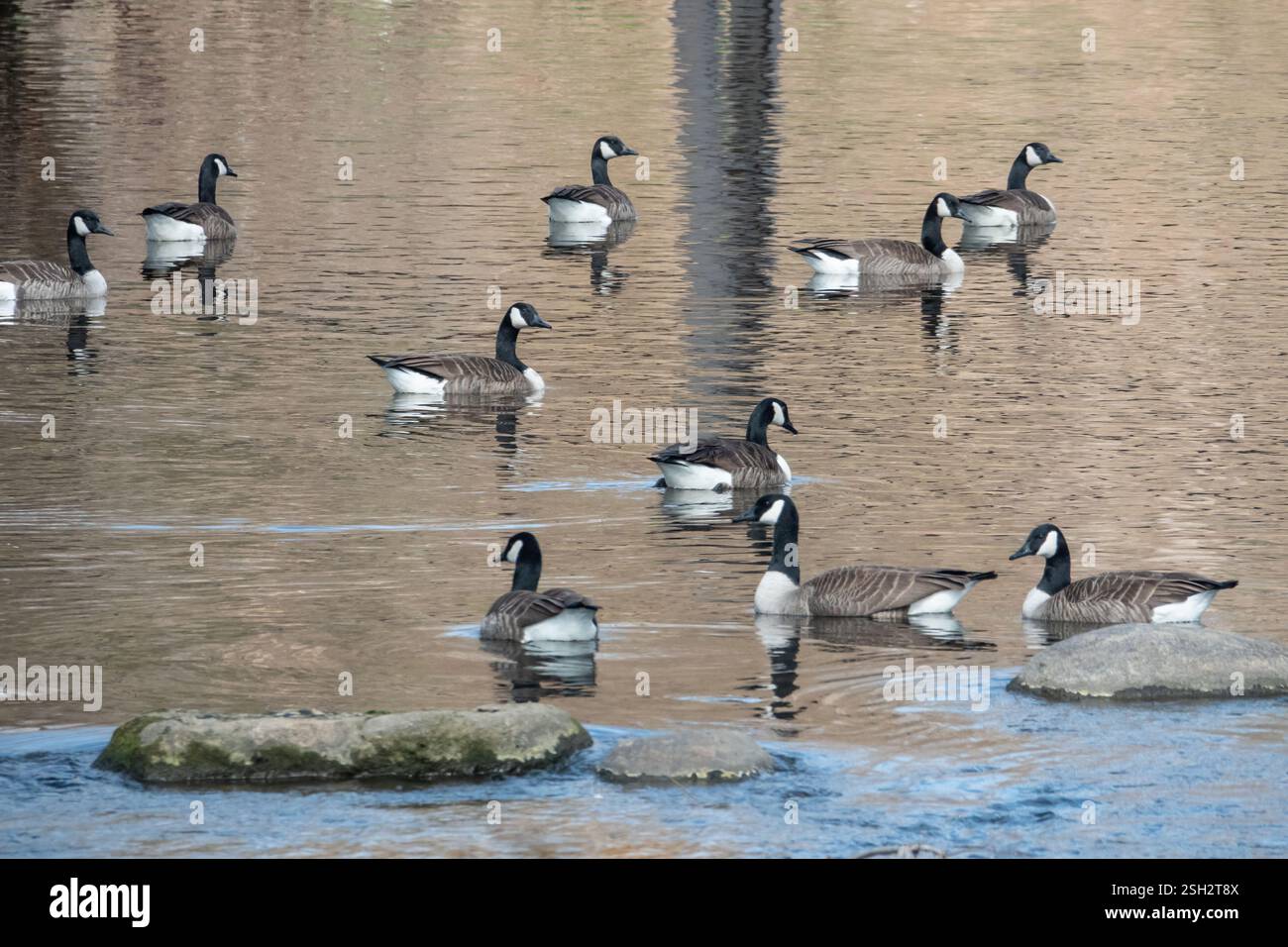 Geese In Water Group of geese swimming in pond hi-res stock photography and images - Alamy