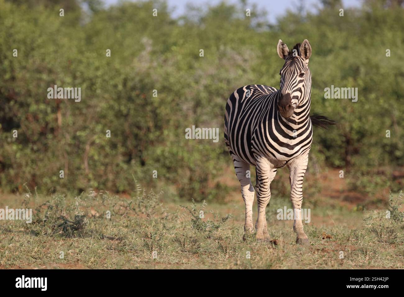 Steppenzebra / Burchell's zebra / Equus quagga burchellii Stock Photo ...
