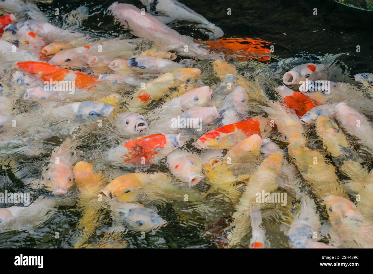 Koi Karpfen, Teich, Taiwan Stock Photo