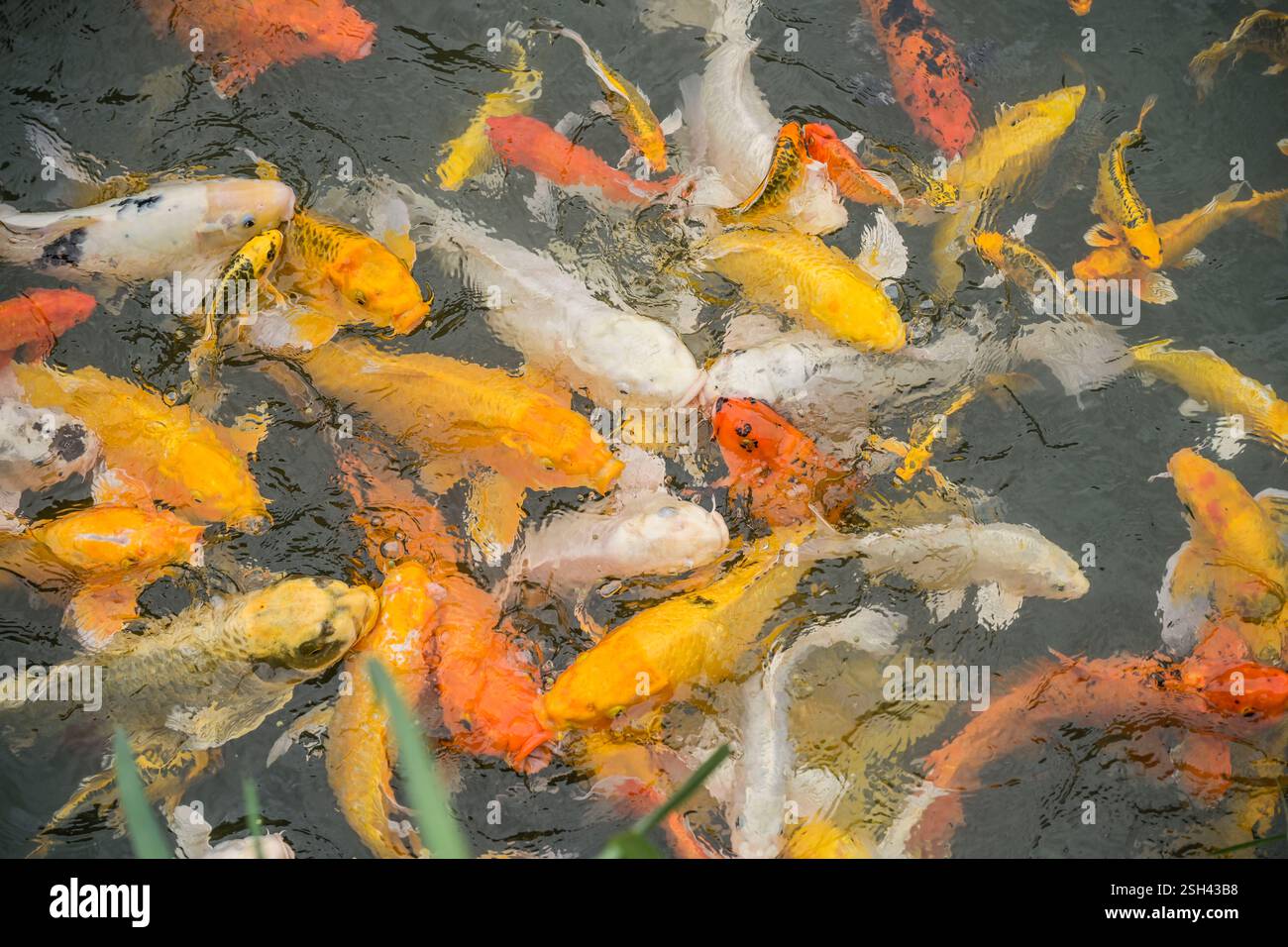 Koi Karpfen, Teich, Taiwan Stock Photo