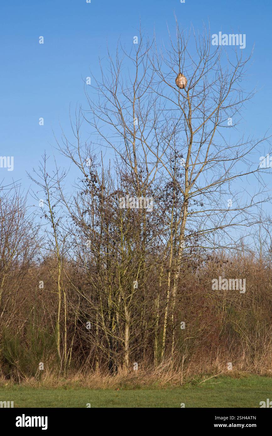 Paper nest of European hornets (Vespa crabro) hanging in tree in winter Stock Photo