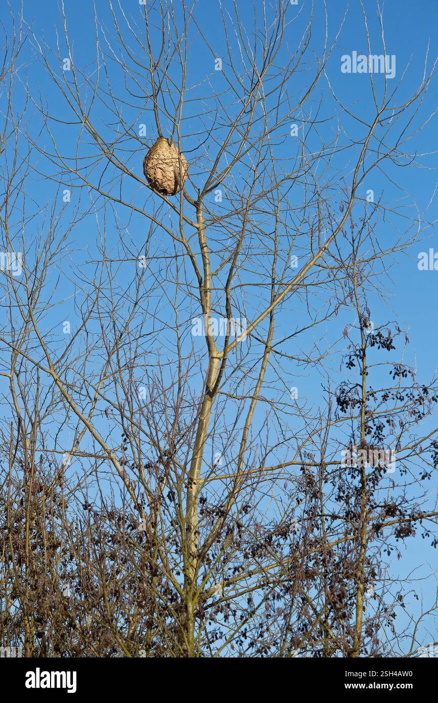 Paper nest of European hornets (Vespa crabro) hanging in tree in winter Stock Photo