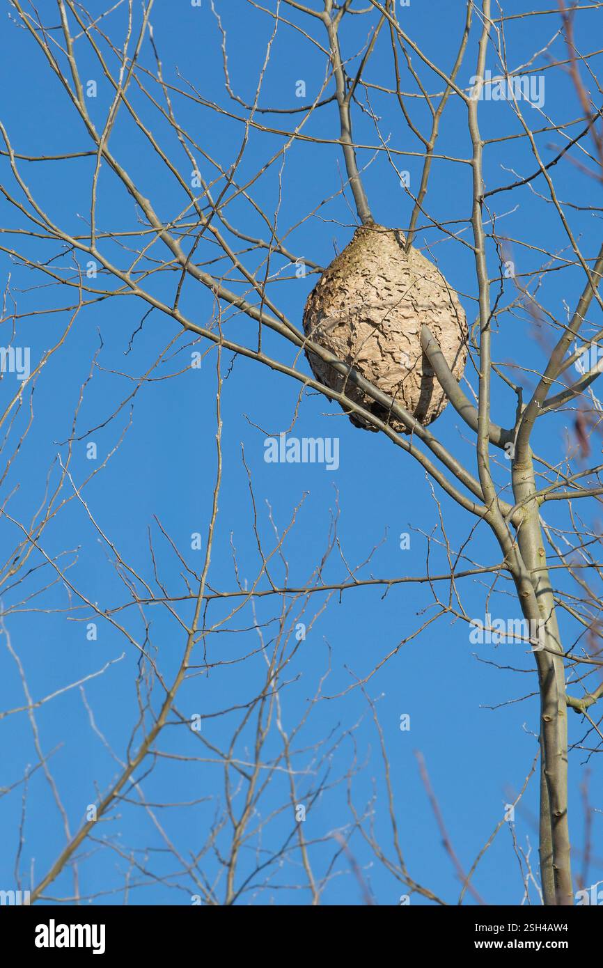 Paper nest of European hornets (Vespa crabro) hanging in tree in winter Stock Photo