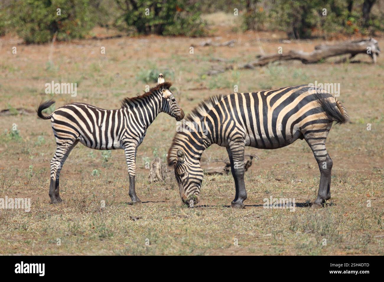 Steppenzebra / Burchell's zebra / Equus quagga burchellii Stock Photo ...