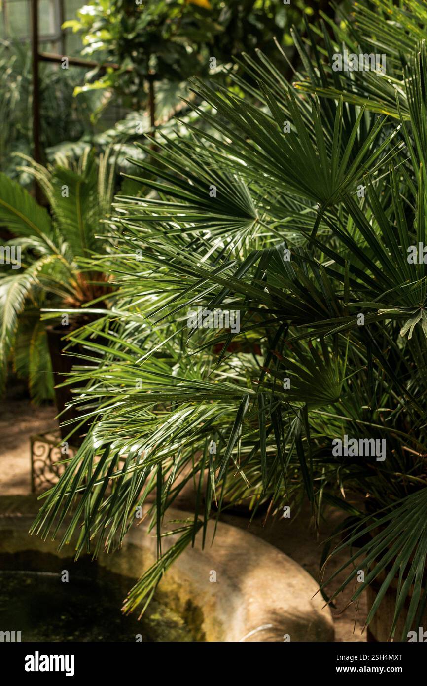 tropical garden with palm trees and concrete water tank. A palm tree ...