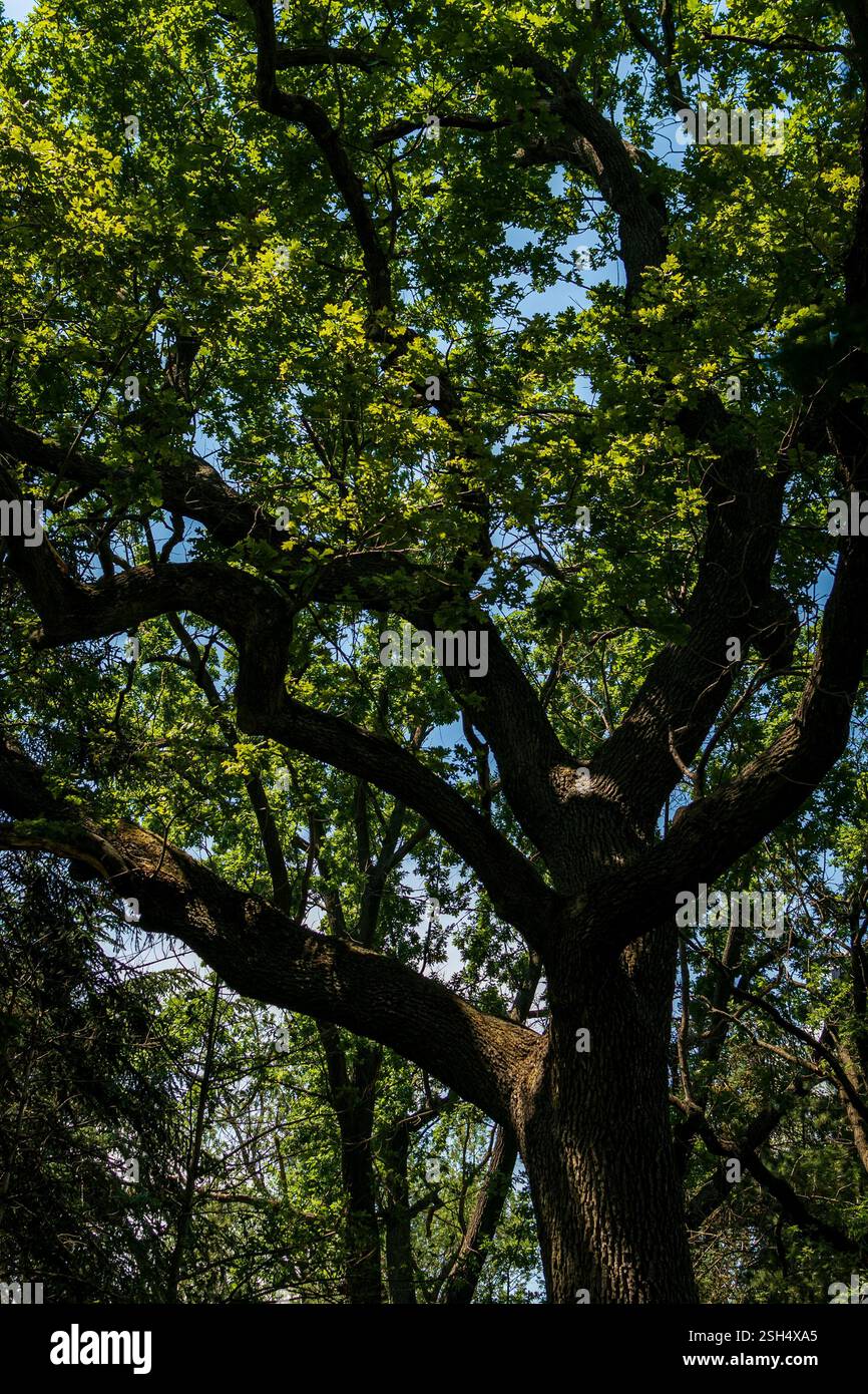 Tree thick trunk in tropical hi-res stock photography and images - Alamy