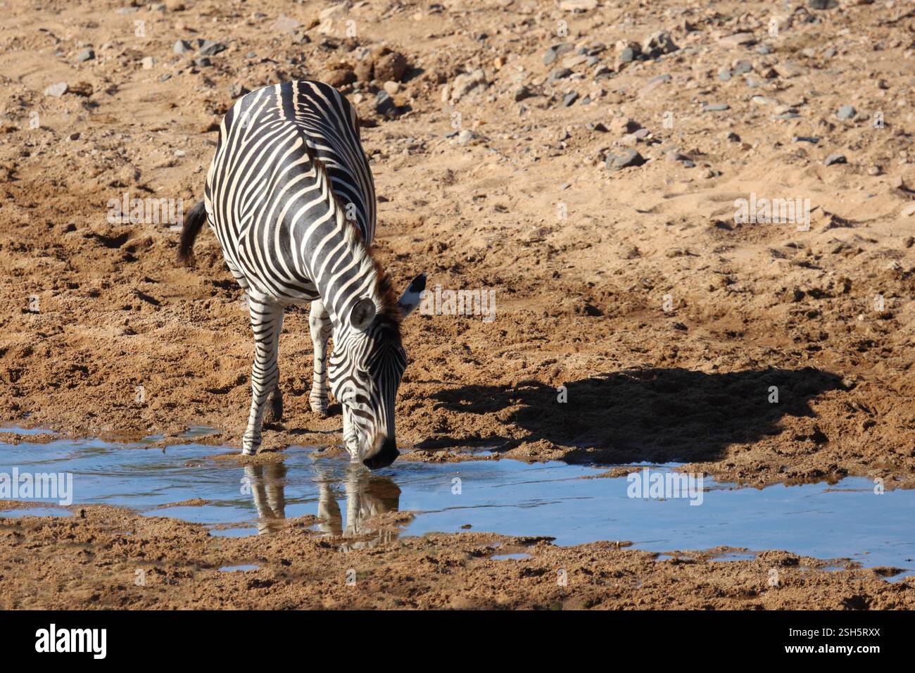 Steppenzebra / Burchell's zebra / Equus quagga burchellii Stock Photo ...