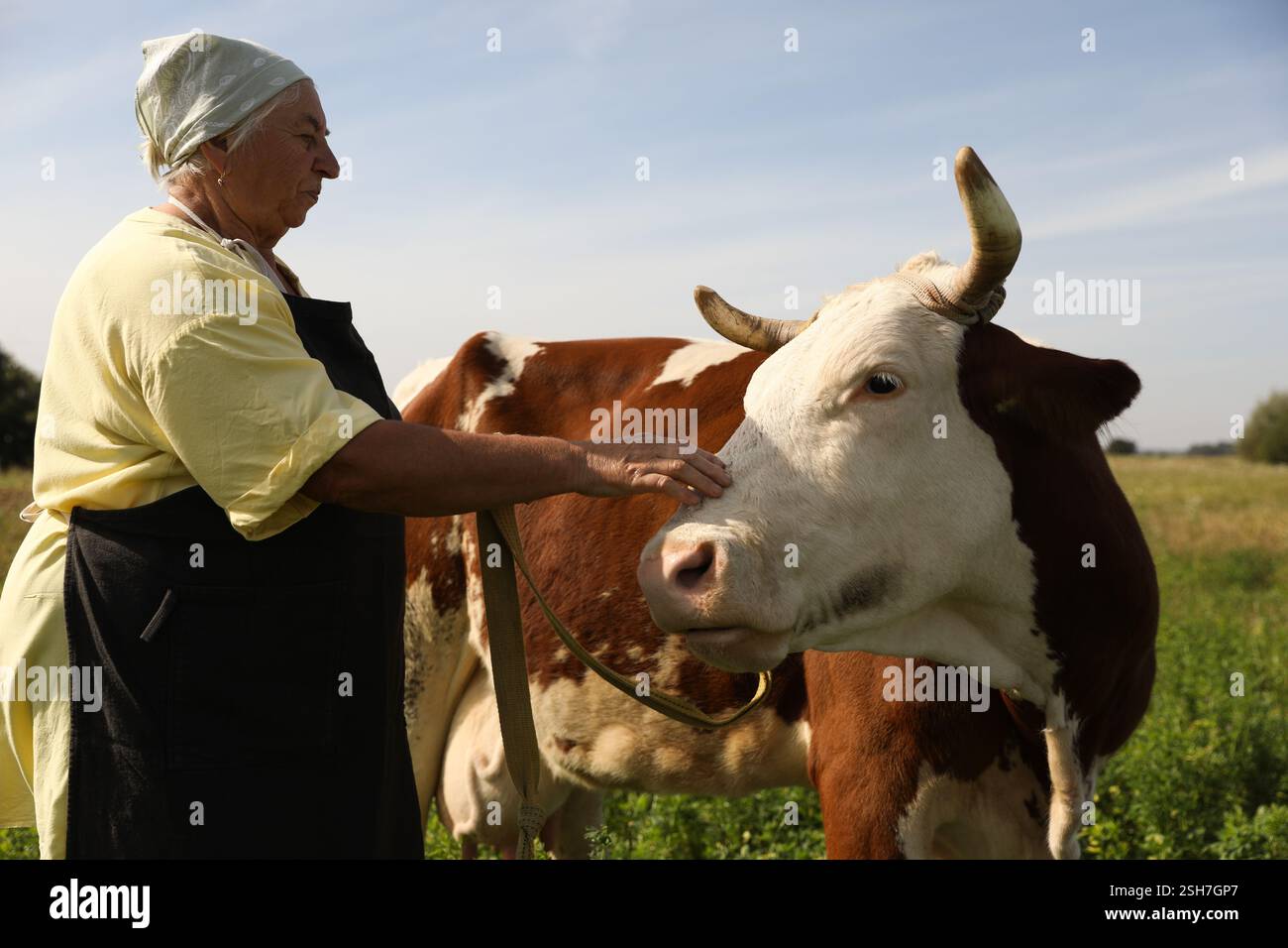 Senior woman with beautiful cow on pasture Stock Photo - Alamy