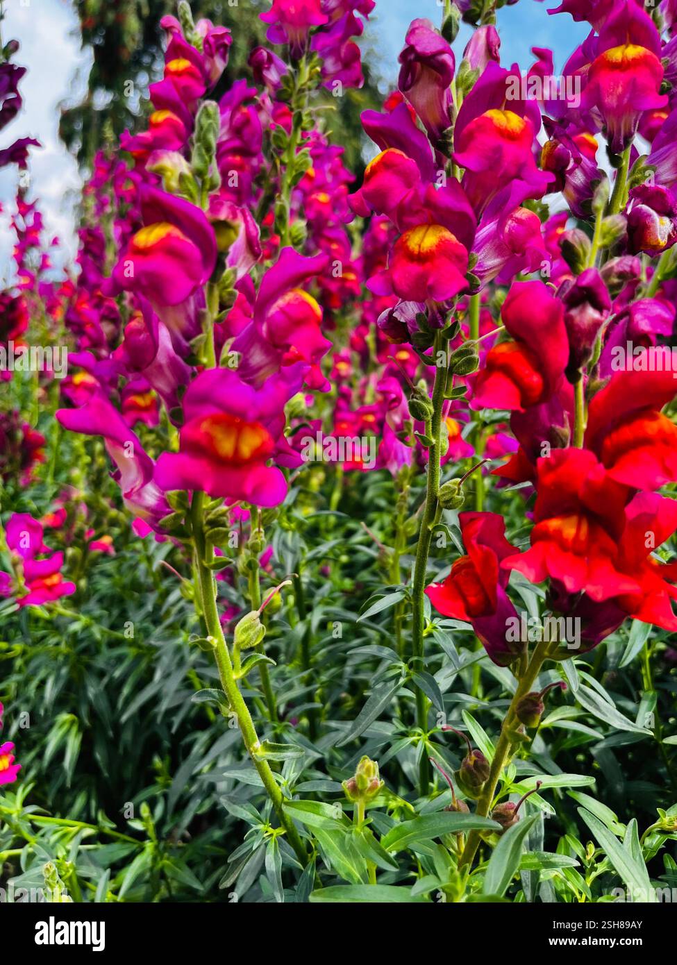 Magic of nature - Smartphone Captured Stock Image