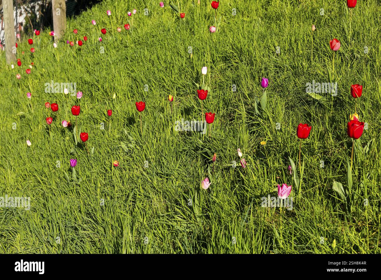 Tulips (tulpia) blooming in different colours in a meadow, spring in the Kaebschuetztal, Saxony, Germany, Europe Stock Photo