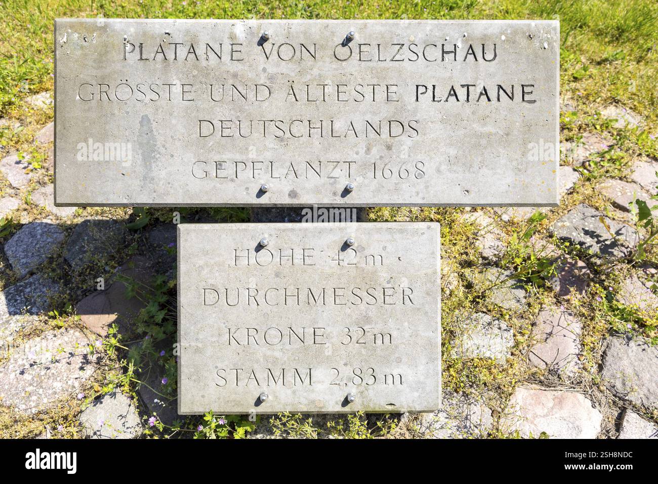 Information board on the old plane tree (Platanus) at the manor house, Oelzschau, Belgern, Saxony, Germany, Europe Stock Photo