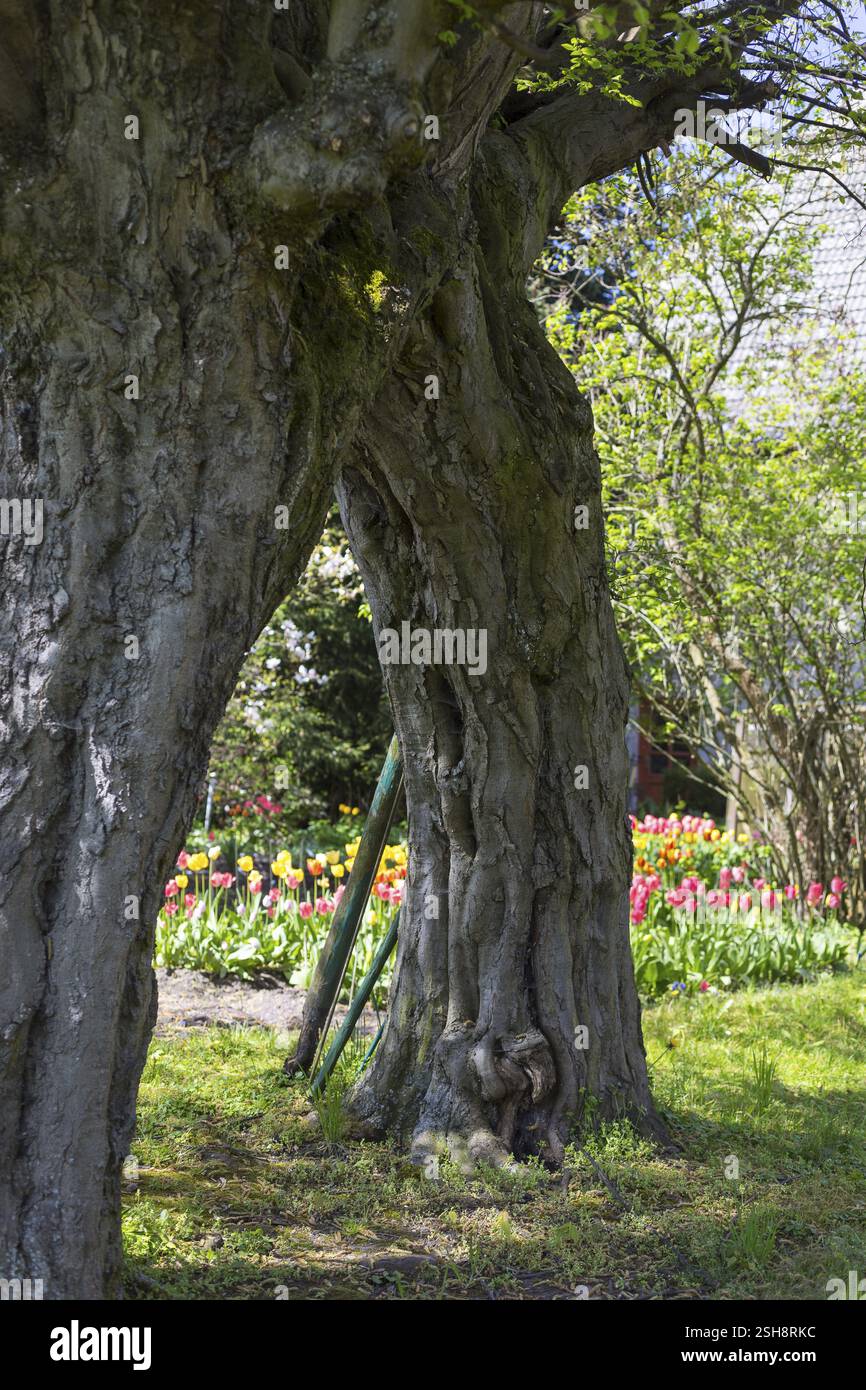 2 hornbeams (Carpinus betulus) growing together in the churchyard in Limbach, Wilsdruff, Saxony, Germany, Europe Stock Photo