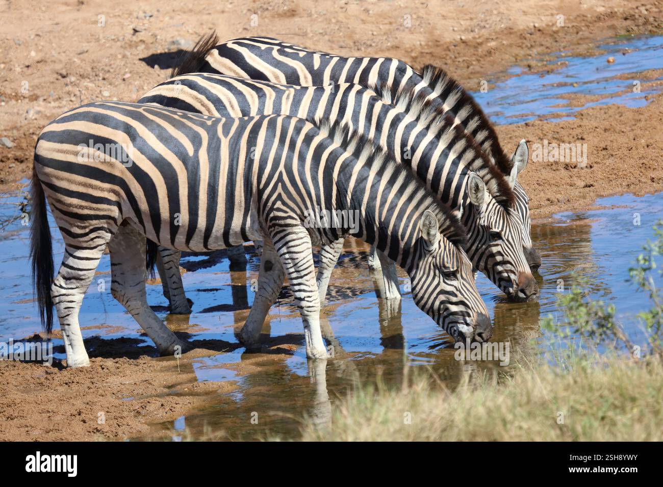 Steppenzebra / Burchell's zebra / Equus quagga burchellii Stock Photo ...