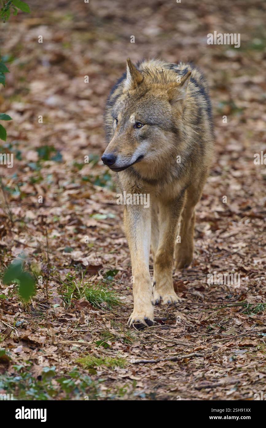 Wolf (Canis lupus), a wolf running through the forest, Germany, Europe ...