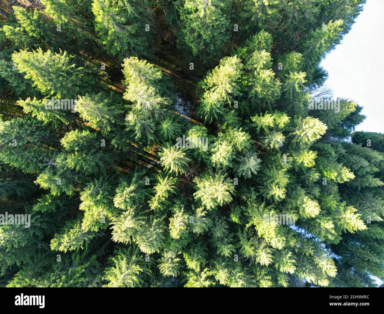 Aerial view of a green fir forest and snow in the winter in the Alps ...