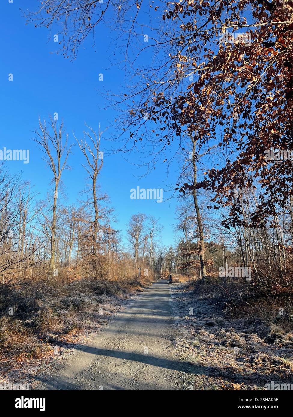 A walk in the sun - Smartphone Captured Stock Image