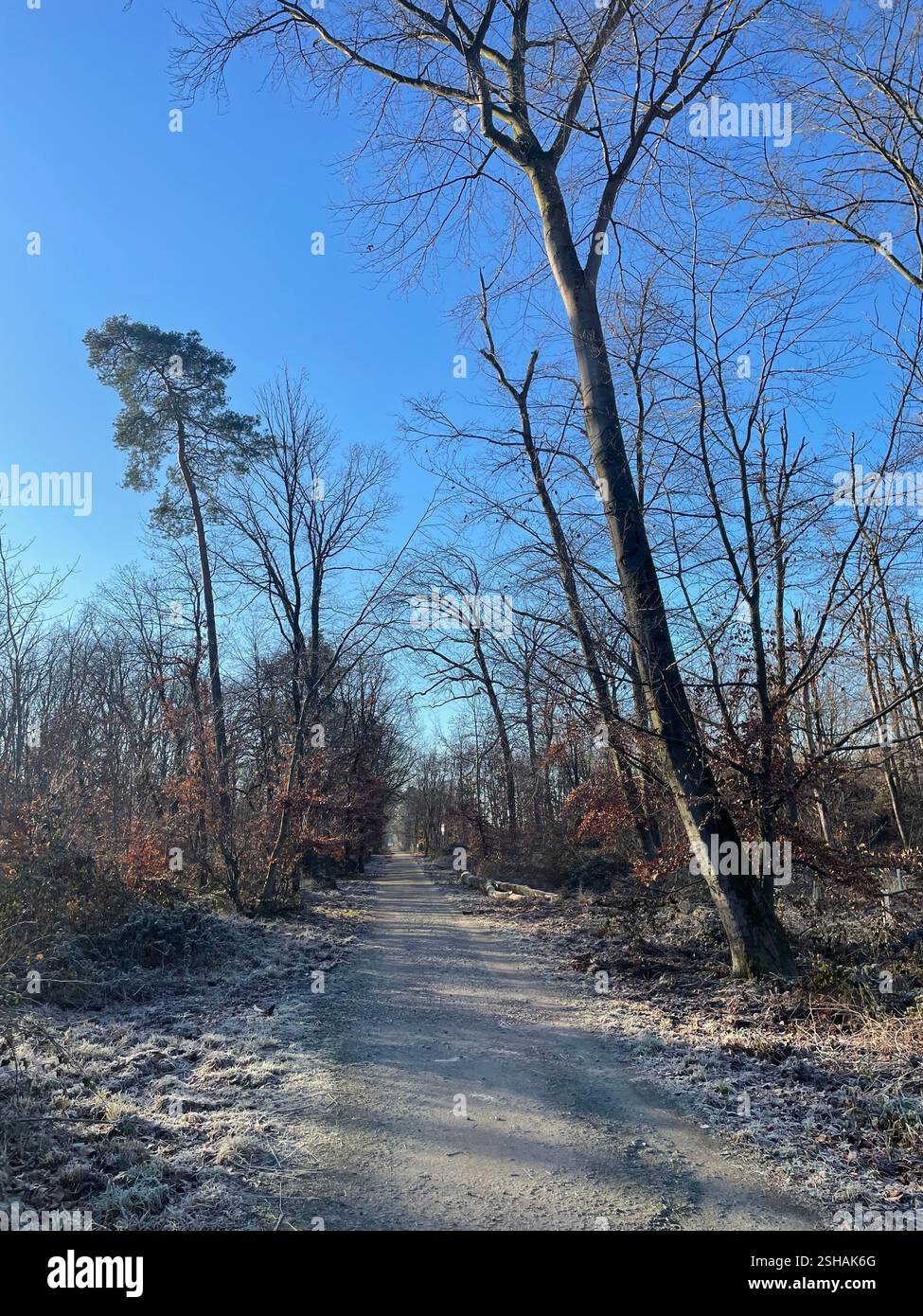 Morning walk in the woods - Smartphone Captured Stock Image