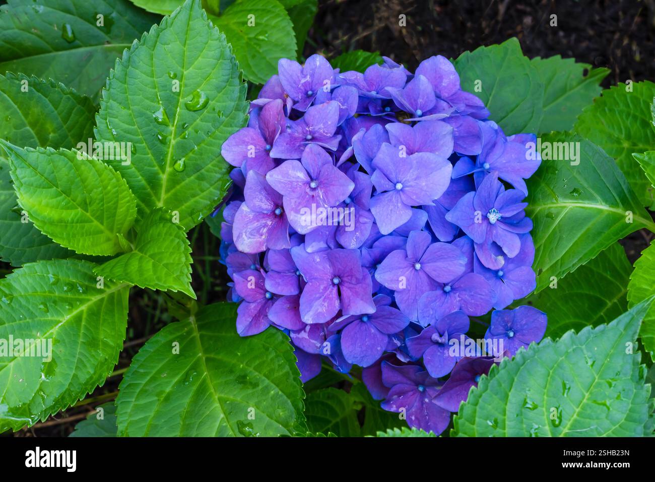 Blue Hydrangea grown outdoor in garden shade Stock Photo