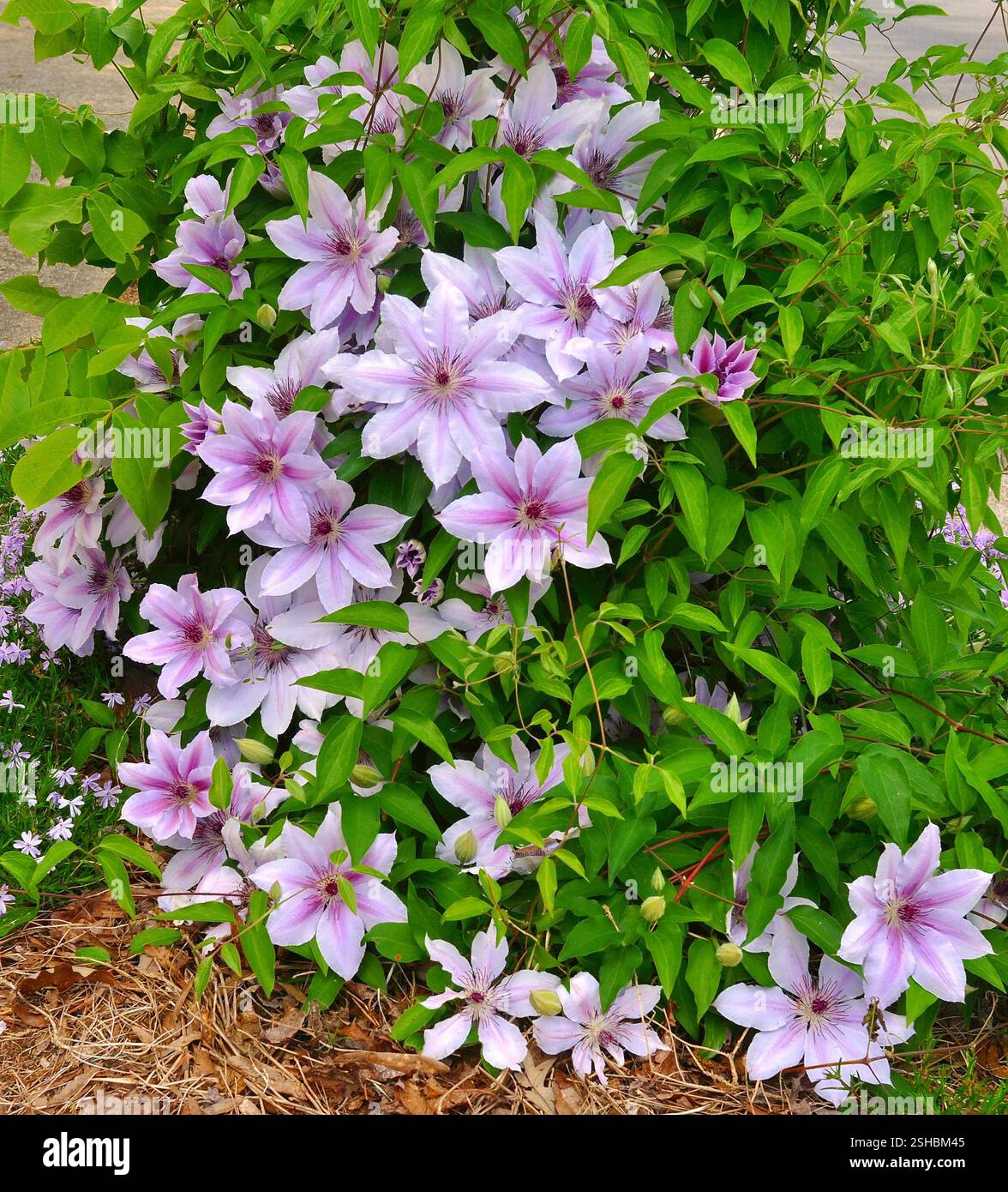 "Nelly Moser" Clematis, Climbing Flower Vine Stock Photo - Alamy