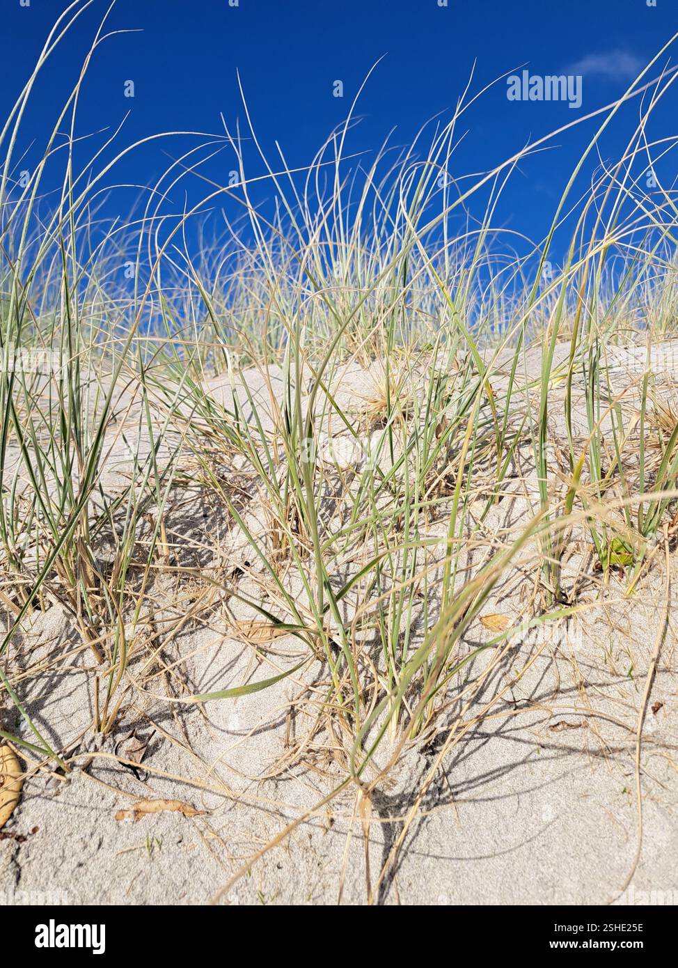 Beach sand dunes - Smartphone Captured Stock Image