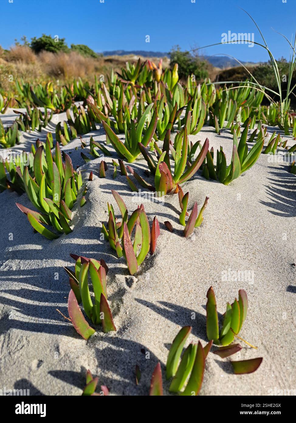 Beach nature - Smartphone Captured Stock Image