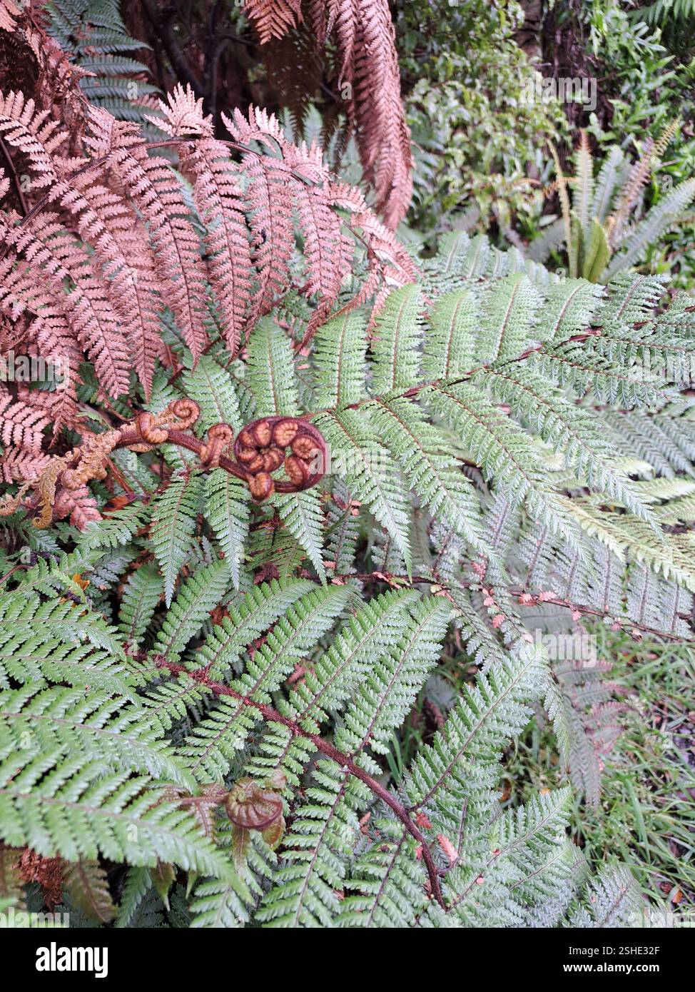 Fern & fronds - Smartphone Captured Stock Image