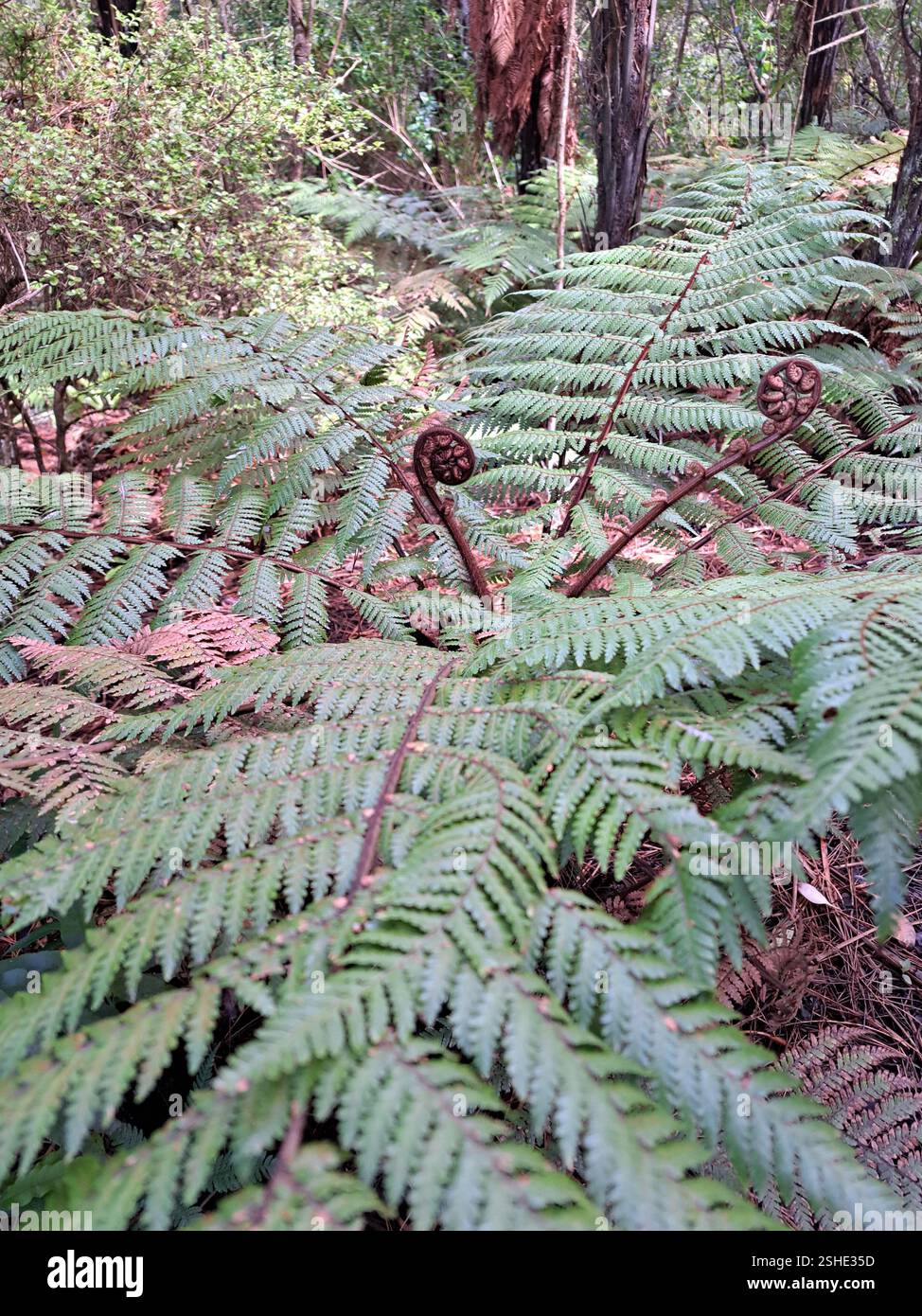 Fern & fronds - Smartphone Captured Stock Image