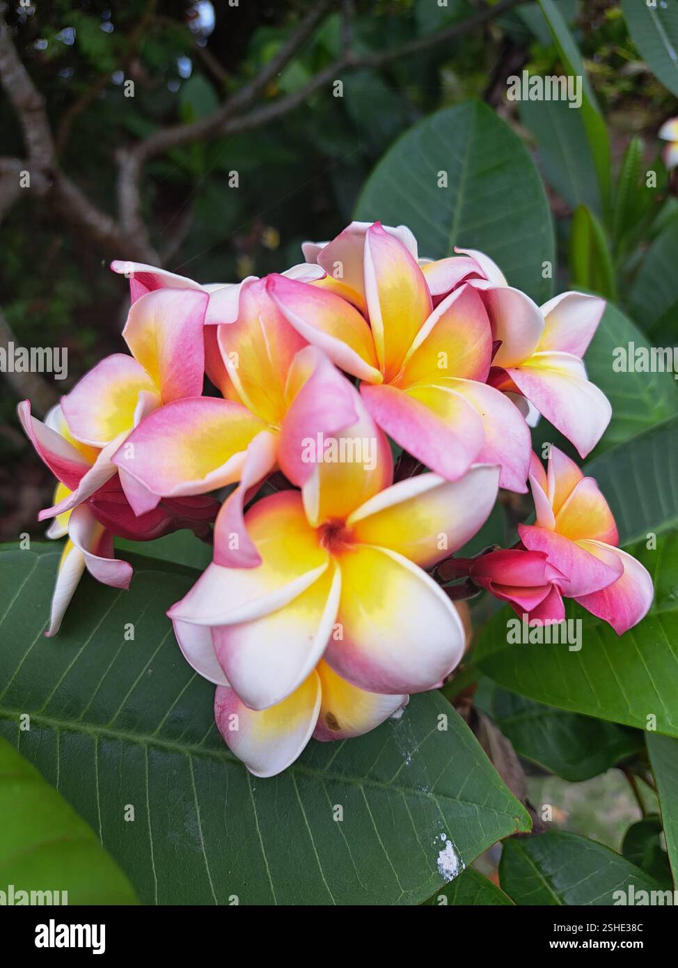 Pink, yellow & white frangipanis - Smartphone Captured Stock Image