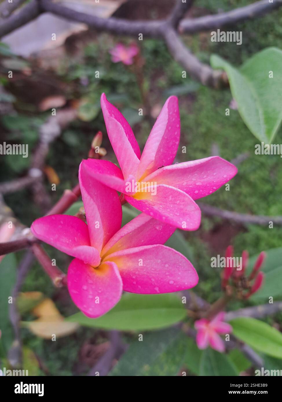 Pink frangipanis - Smartphone Captured Stock Image
