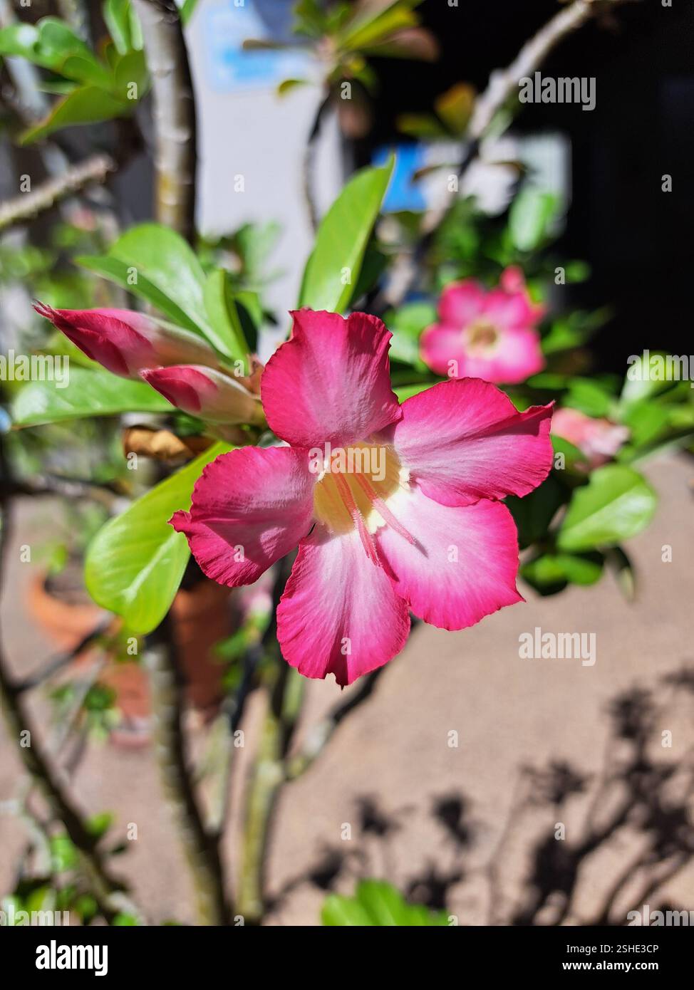 Pink flowers - Smartphone Captured Stock Image