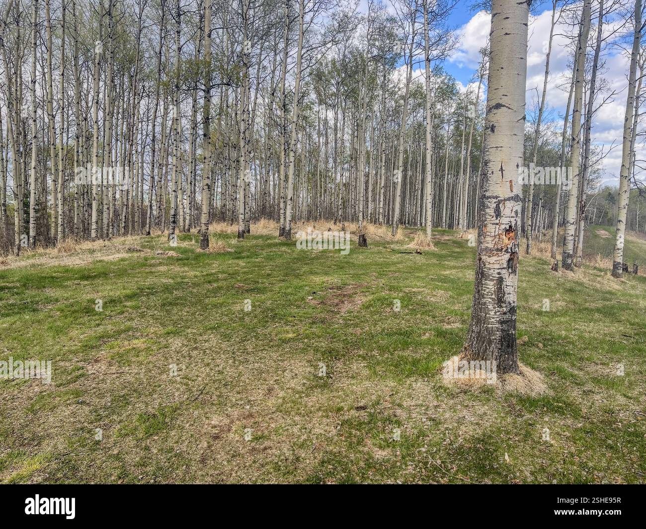 A serene grove of aspen trees with a grassy clearing under a partly cloudy sky. Ideal for nature and forest-themed stock photography. - Smartphone Captured Stock Image A serene grove of aspen trees with a grassy clearing under a partly cloudy sky. Ideal for nature and forest-themed stock photography. - Smartphone Captured Stock Image