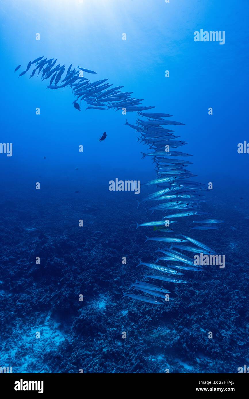 schooling Heller's barracuda or kawelea, Sphyraena helleri, Honokohau, North Kona Coast, Hawaii ( the Big Island ), USA ( Central Pacific Ocean ) Stock Photo