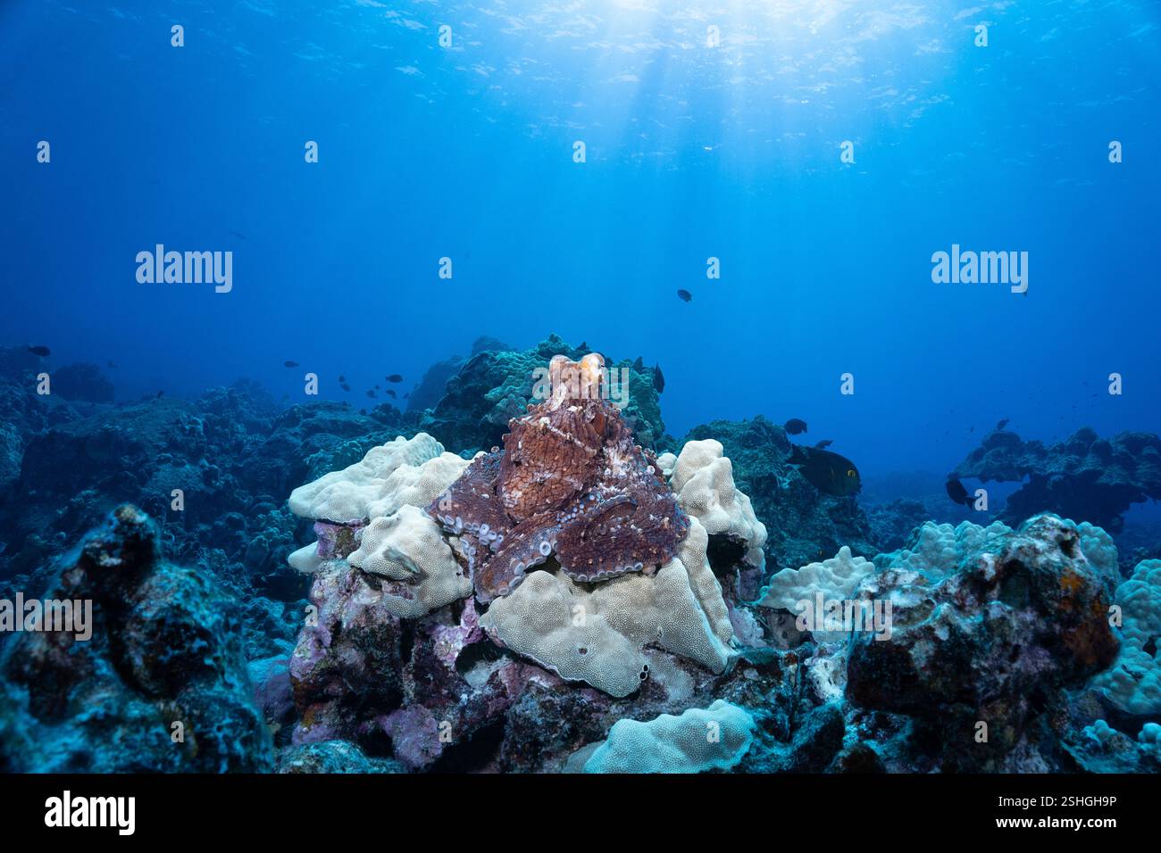 Blue Octo Coral