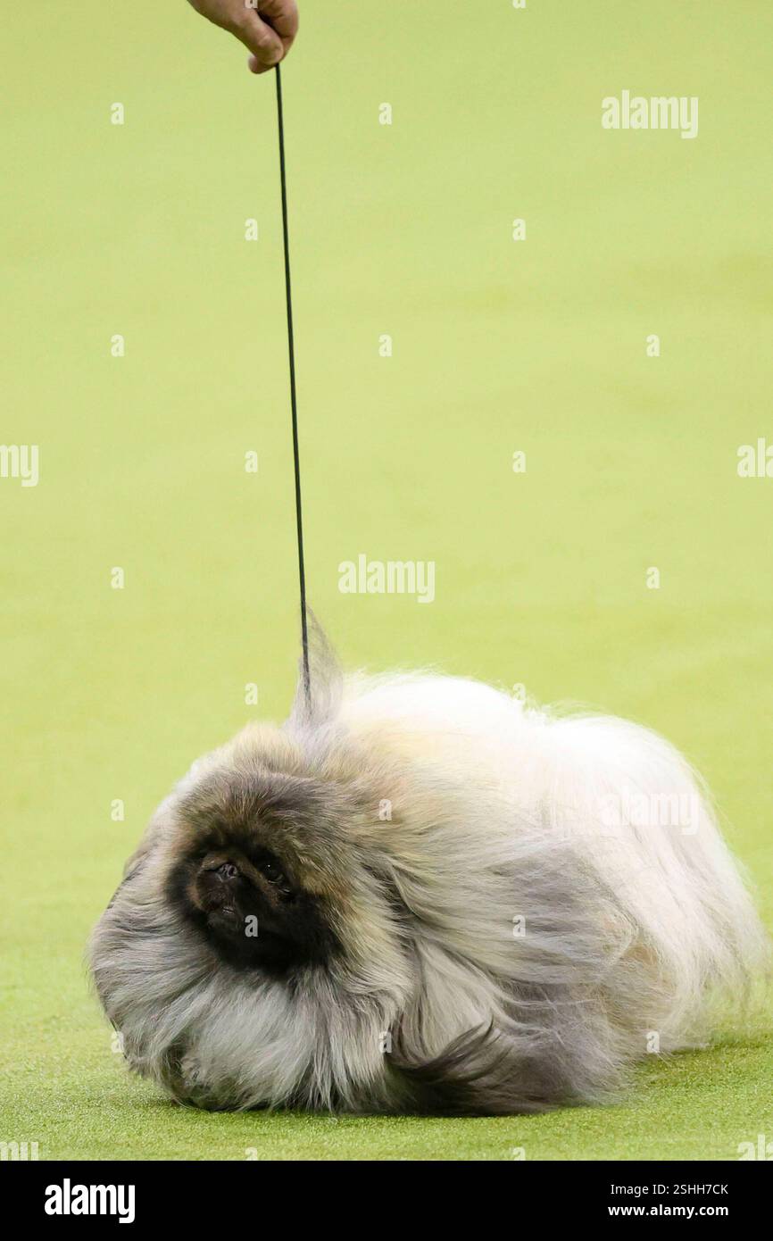 Lumpy, a Pekingese dog, is judged during the 149th Westminster Kennel ...