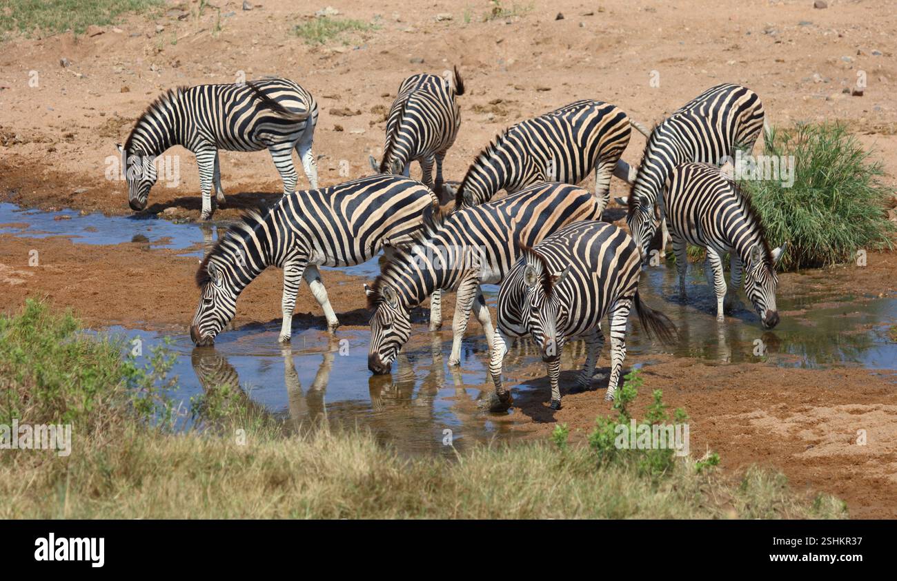 Steppenzebra / Burchell's zebra / Equus quagga burchellii Stock Photo ...