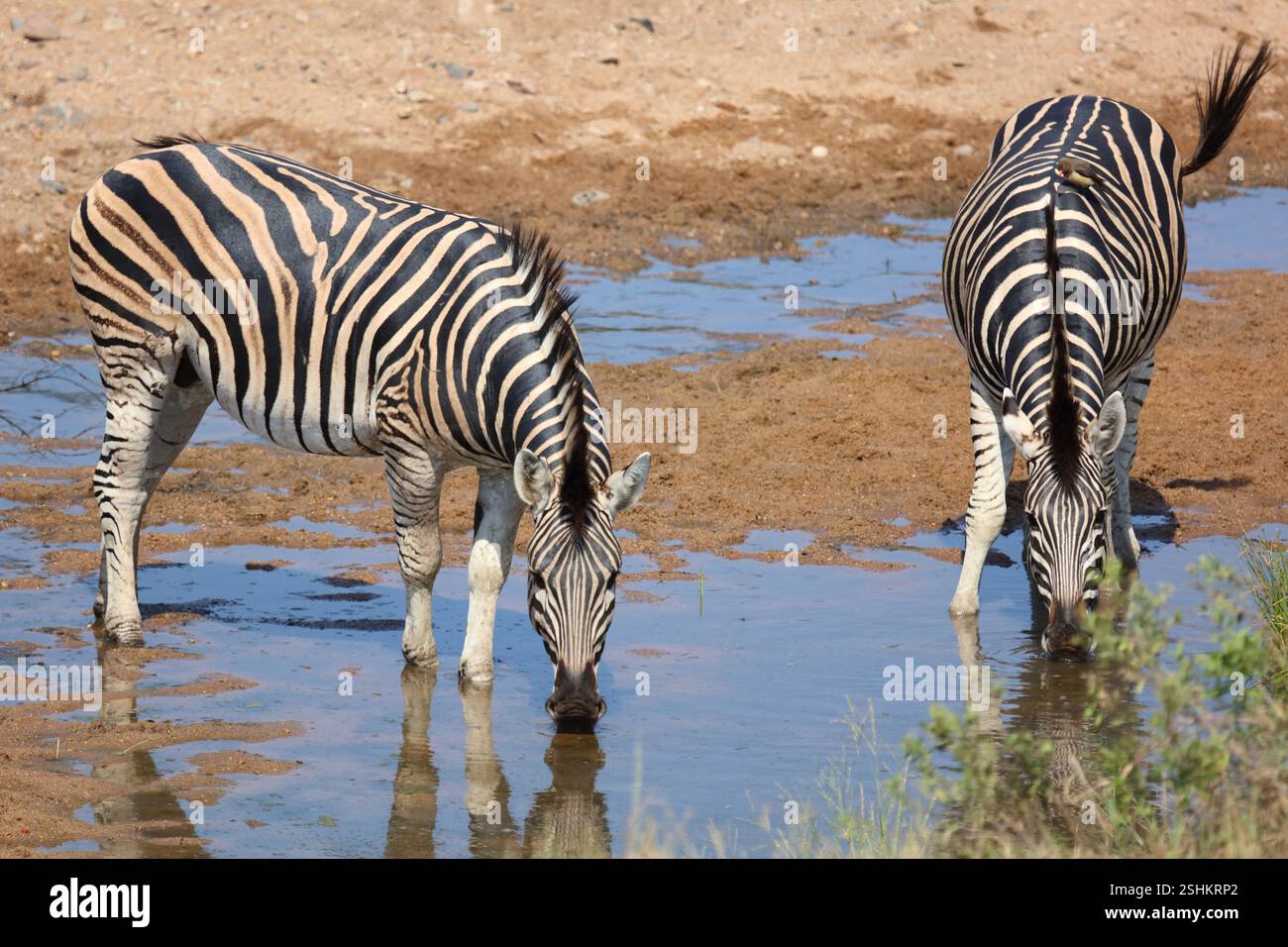 Steppenzebra / Burchell's zebra / Equus quagga burchellii Stock Photo ...