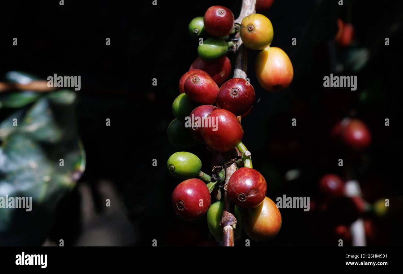 illusration-taken-in-a-coffee-exploitation-during-a-visit-to-the-casas