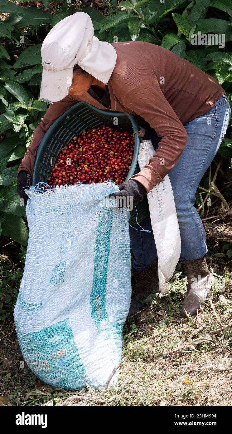 illusration-taken-in-a-coffee-exploitation-during-a-visit-to-the-casas