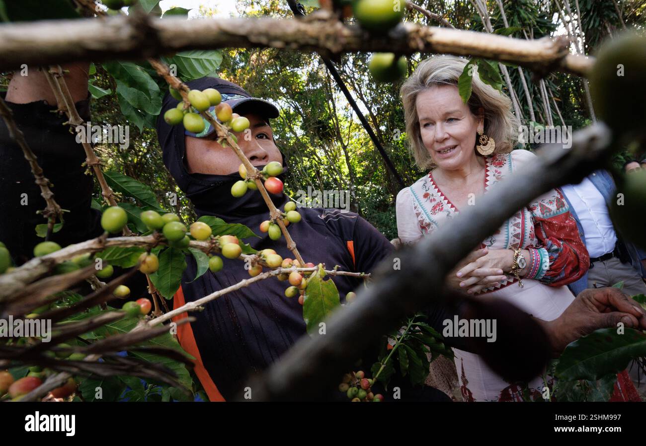 Reine de la jungle hi-res stock photography and images - Alamy, image size:1300x898