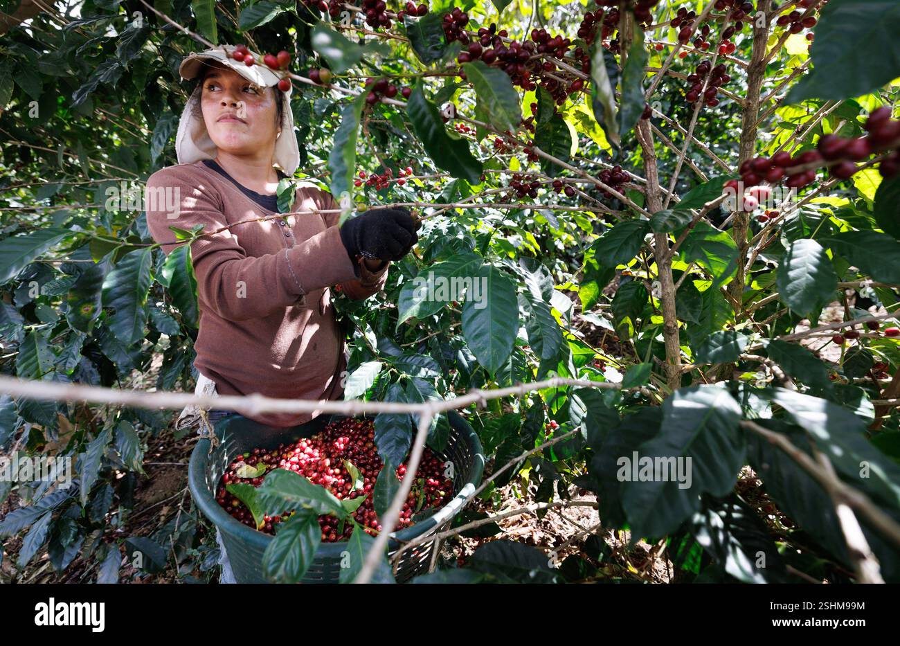 illusration-taken-in-a-coffee-exploitation-during-a-visit-to-the-casas