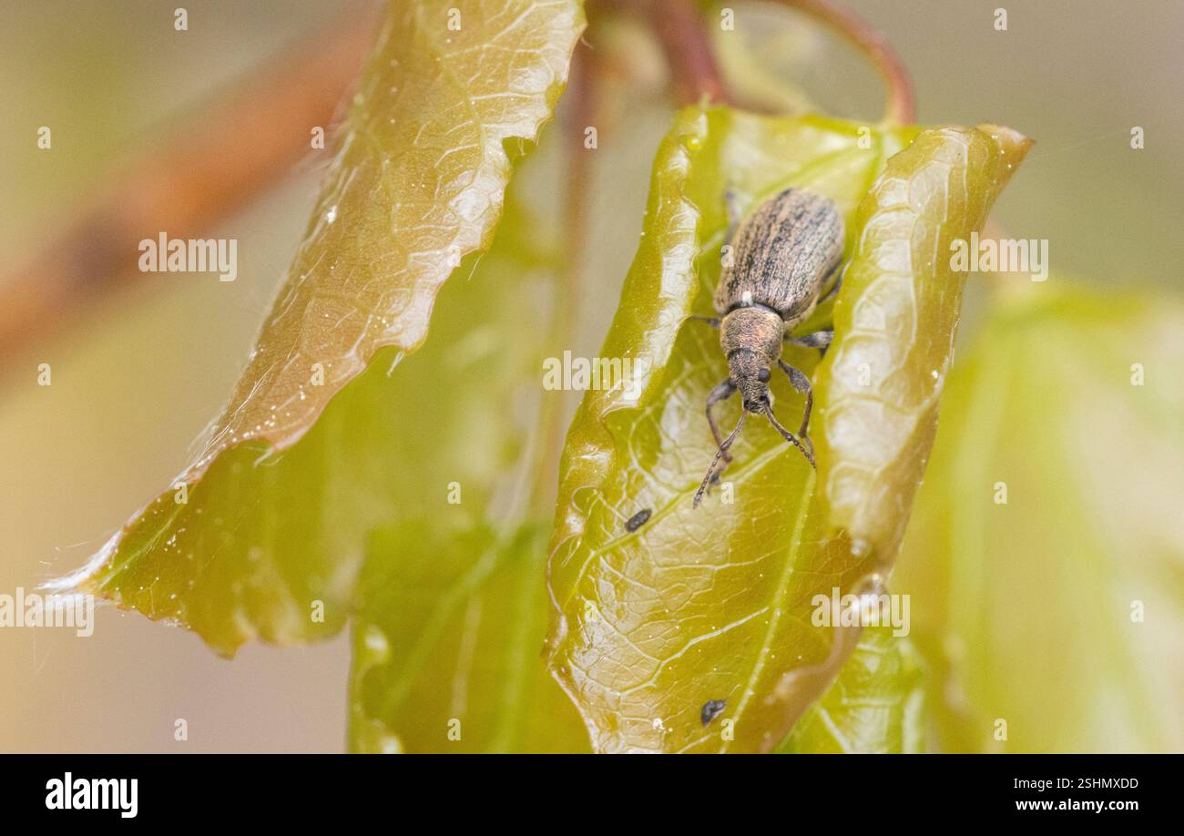 Phyllobius pyri, the common leaf weevil, on an aspen leaf in Raasepori ...