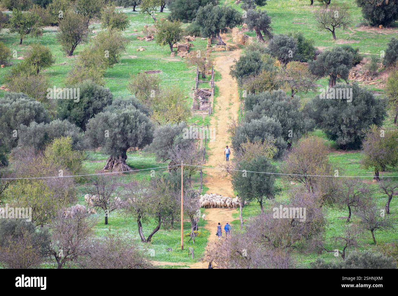 Peasant walking with his herd, Valley of the Temples, Agrigento, Sicily ...