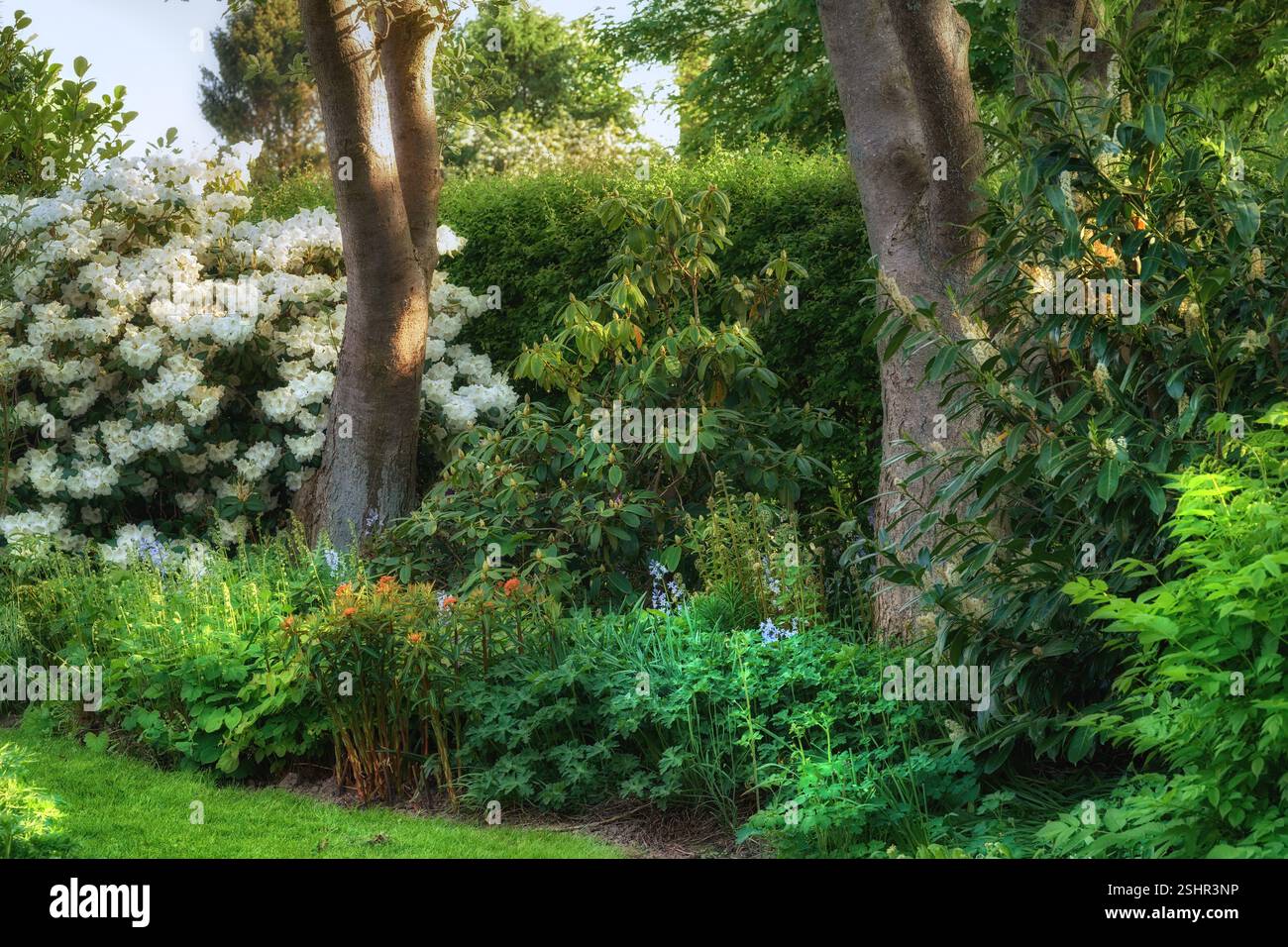 Clean Bush Flowers, nature and bush in garden, trees and ecology with clean ...