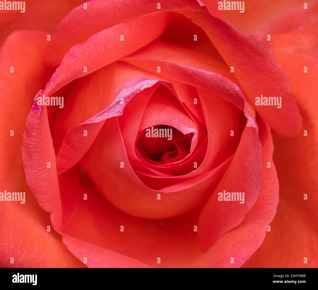 a very close image of a red rose. It shows just the petals filling the ...