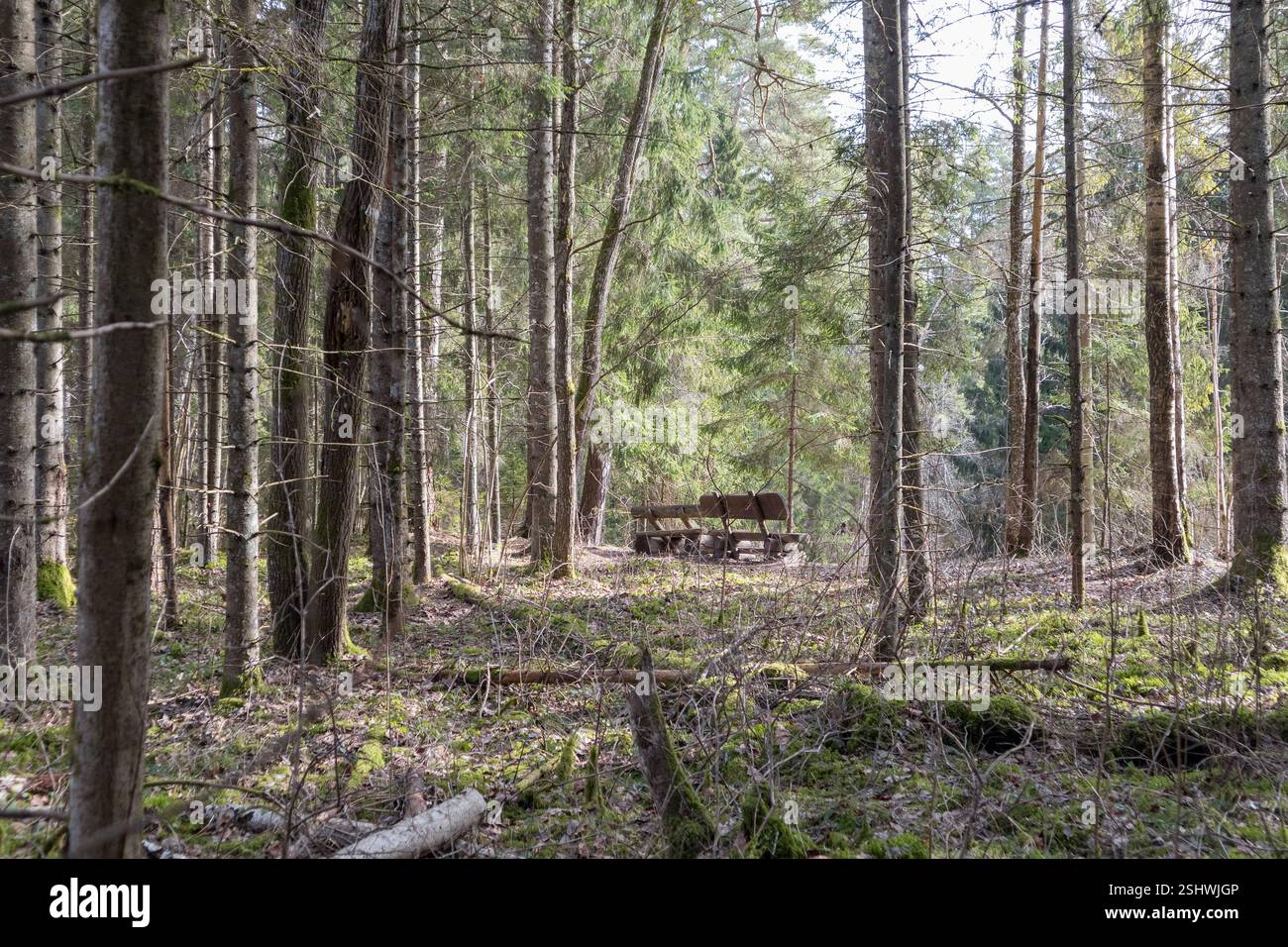 a forest with many trees, and a bench can be seen in the distance. Stock Photo