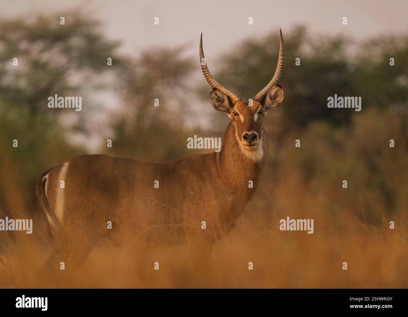 Ein Wasserbock (Kobus ellipsiprymnus) in der weiten Savanne Namibias. Stock Photo