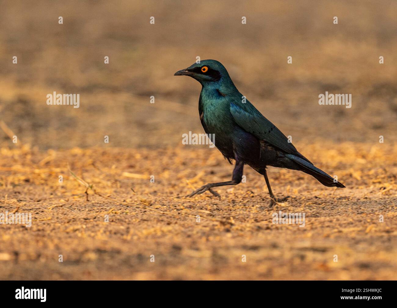 Farbenpracht in der Savanne – Glanzstar in Namibia Stock Photo