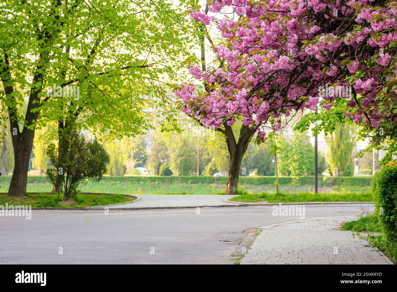 cherry blossom on the city street. branch with pink flowers. old european town on a sunny morning. masaryk park in uzhhorod. popular travel destinatio Stock Photo