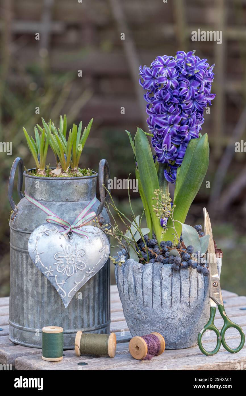 garden arrangement with a purple hyacinth and muscari in vintage pots ...